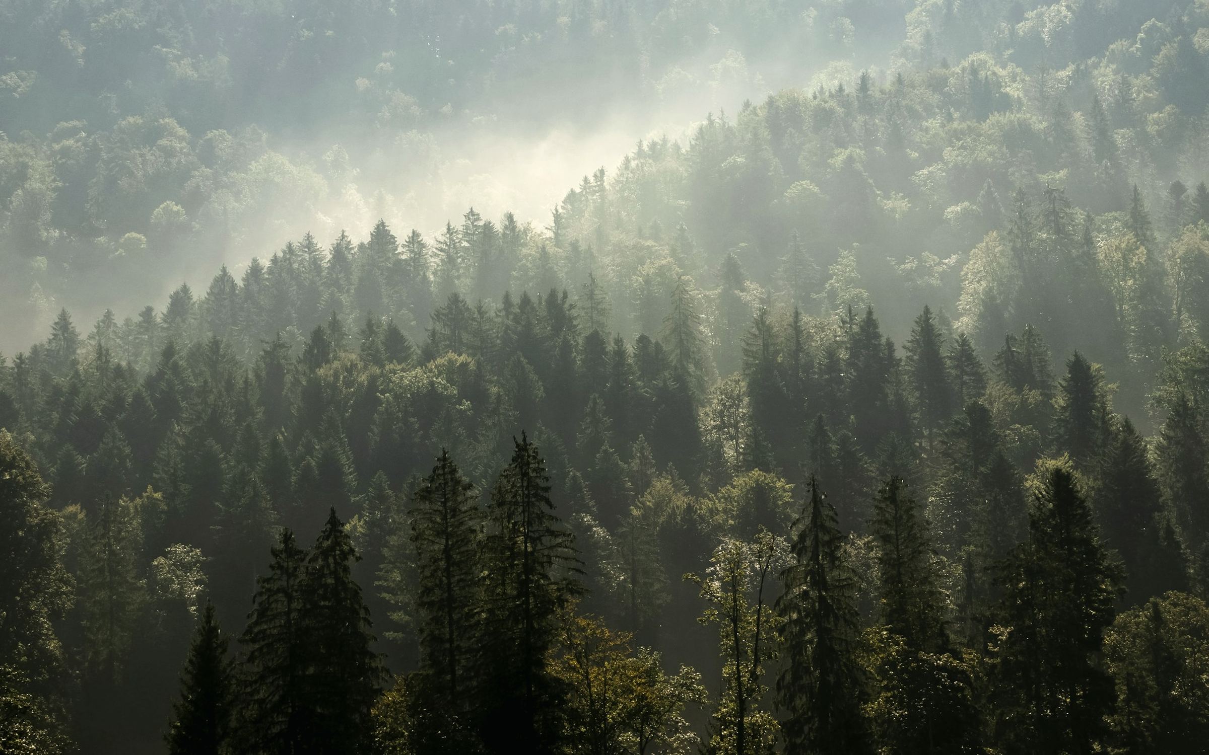 Morning fog over a ridge of pines